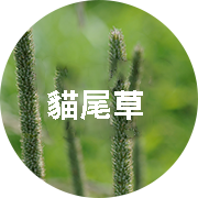 貓尾草